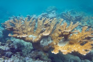 Elkhorn coral, Puerto Rico