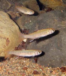 Three Juvenile coho salmon