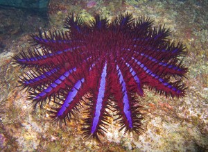 Large purple starfish, called a Crown of Thorns