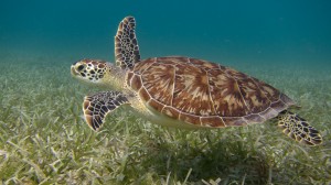 A sea turtle swim over seagrass near Culebra Island, Puerto Rico