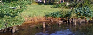 Magnolia site, before adding a living shoreline