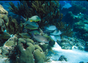 coral-reef-with-fishes_Bohnsack