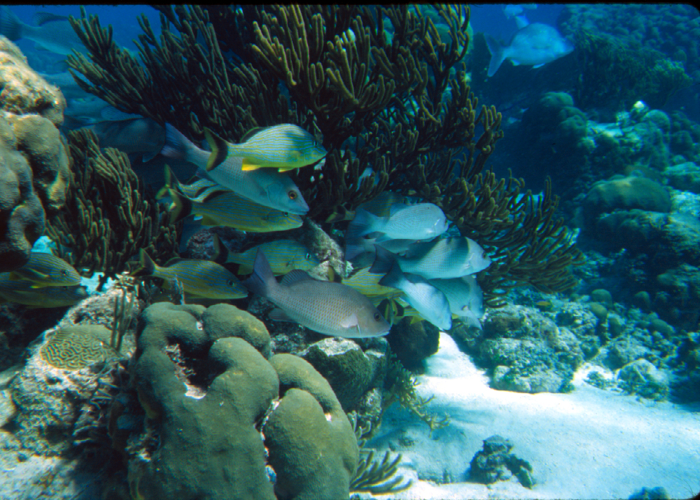 Coral reef with fishes