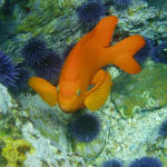 Garibaldi in Chan Is Sanctuaries