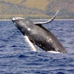 humpbackwhale_noaa_large