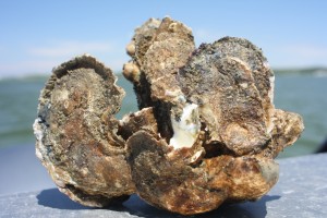 A group of oysters from Chesapeake Bay
