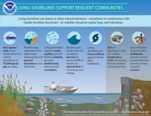 What is a living shoreline?