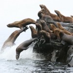 sealions MMPA