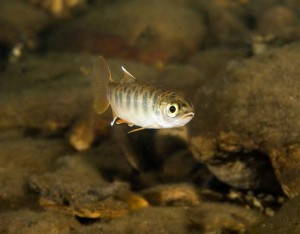 Endangered fish, such as coho salmon, struggle to survive during the dry season.