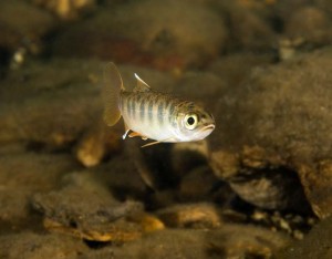 Looking directly at the cameria is a juvenile, endangered coho salmon.