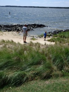 A living shoreline planted by the town of Oxford, Maryland