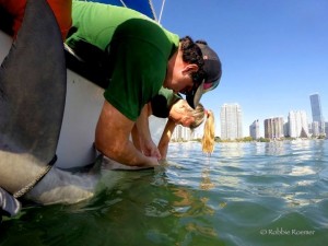 University of Miami graduate student Robbie Roemer and assistant tag a shark with an in Biscayne Bay, with downtown Miami in view.