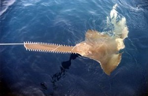 A smalltooth sawfish is wrapped in fishing line.