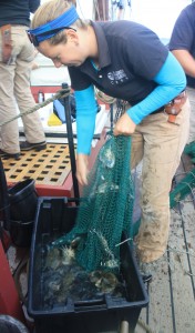 A Sultana crew member empties the contents of a trawl--blue crabs and fish--into a bucket so students can see them.