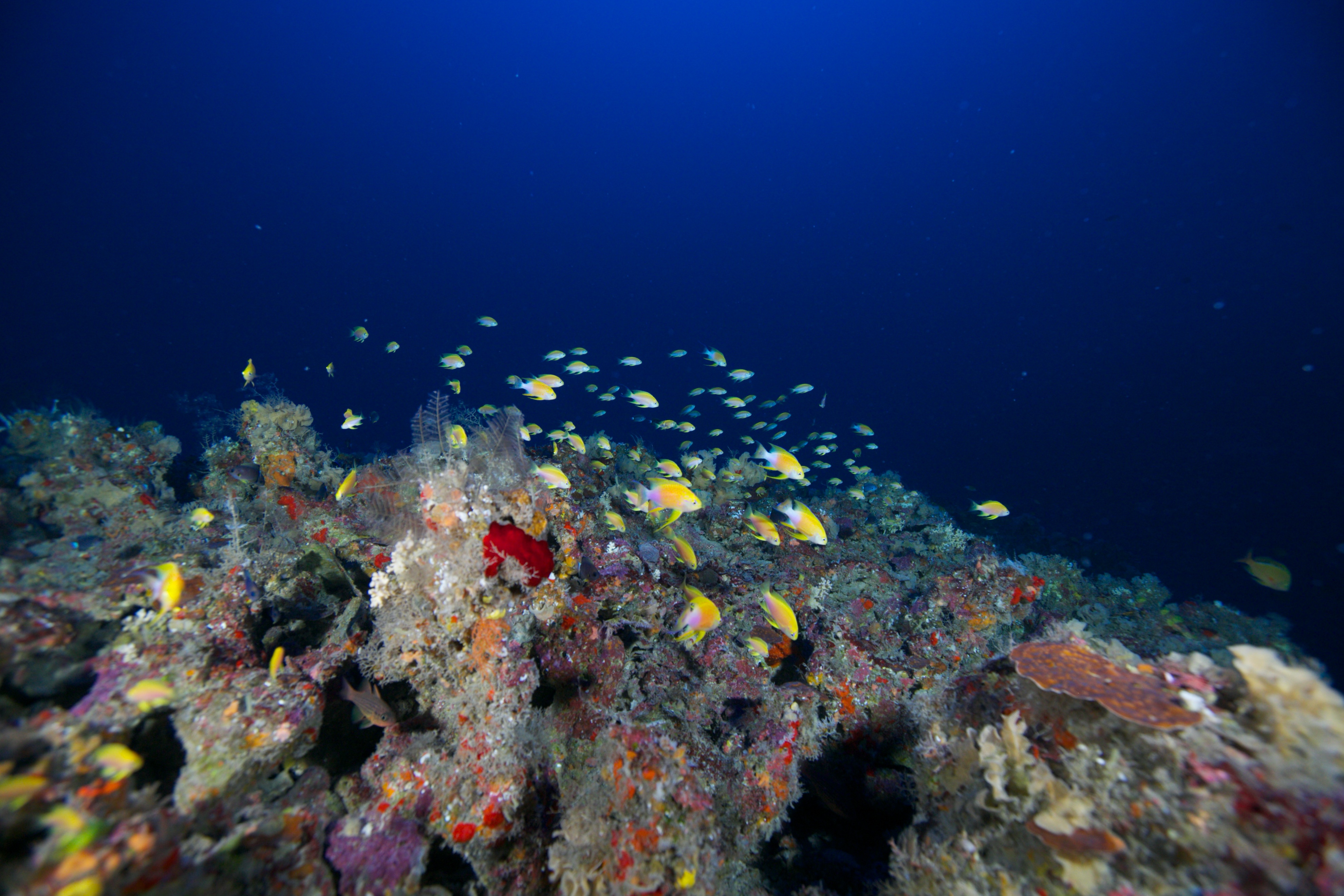 Fish congregating on deep benthic coral reef habitat in the waters of the West Hawai'i Habitat Focus Area.