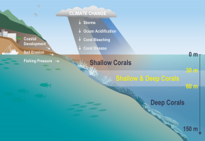 Shallow water reefs in Hawaii are increasingly threatened by coastal development, soil erosion, fishing pressure and impacts from climate change such as increased intensity and strength of storms, bleaching, ocean acidification, and disease. In the future, scientists think that shallow water coral reef fish and other critters may spend more of their time in deeper waters to find refuge from these harmful impacts, making it important to discover and map these shallow and deep coral.