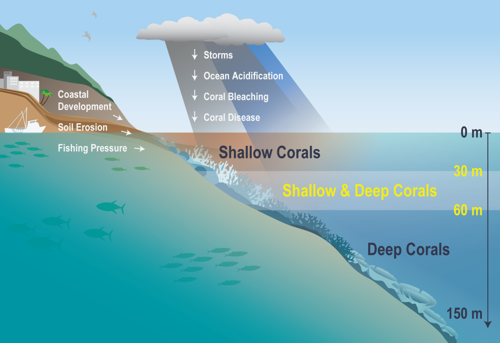 DeepCorals_Figure_Suka_v6