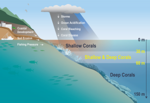 Diagram showing where shallow (0-30m) and deep corals (60-150m) are found as well as the threats they face (e.g. coastal development, soil erosion, and fishing pressure)