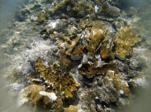 Fragments of elkhorn coral from the grounding area can be replanted, but storms have made recovery efforts complicated. (credit: Sea Ventures, Inc.)