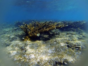 Elkhorn coral near the accident site shows damage. (credit: Sea Ventures, Inc.)