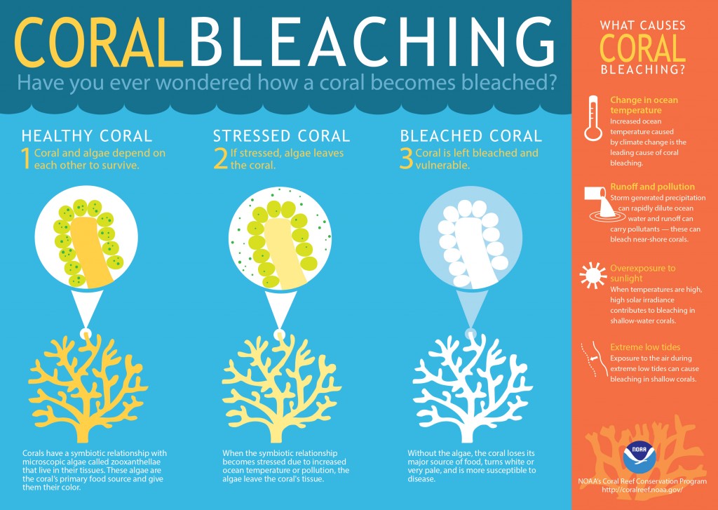 Cartoon describing the coral bleaching process. http://flowergarden.noaa.gov/education/bleaching.html