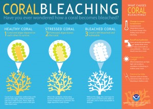 Cartoon describes coral bleaching process - algae that coral depends on leaves during times of stress.