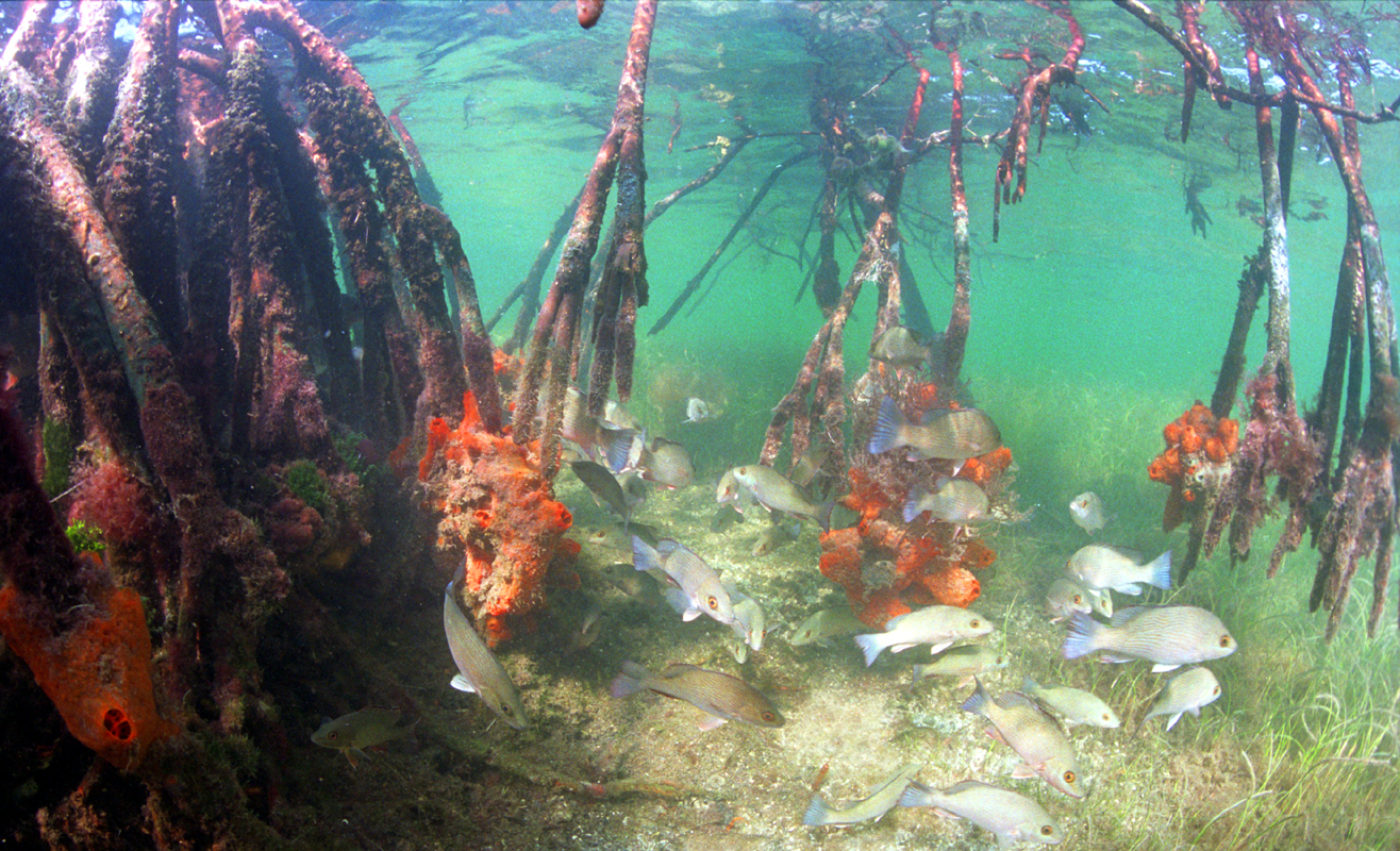 biscayne national underwater park