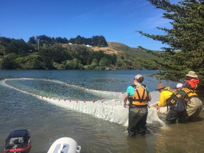 Sonoma County Water Agency staff study the distribution of juvenile steelhead in the Russian River Estuary, Sonoma County, California.