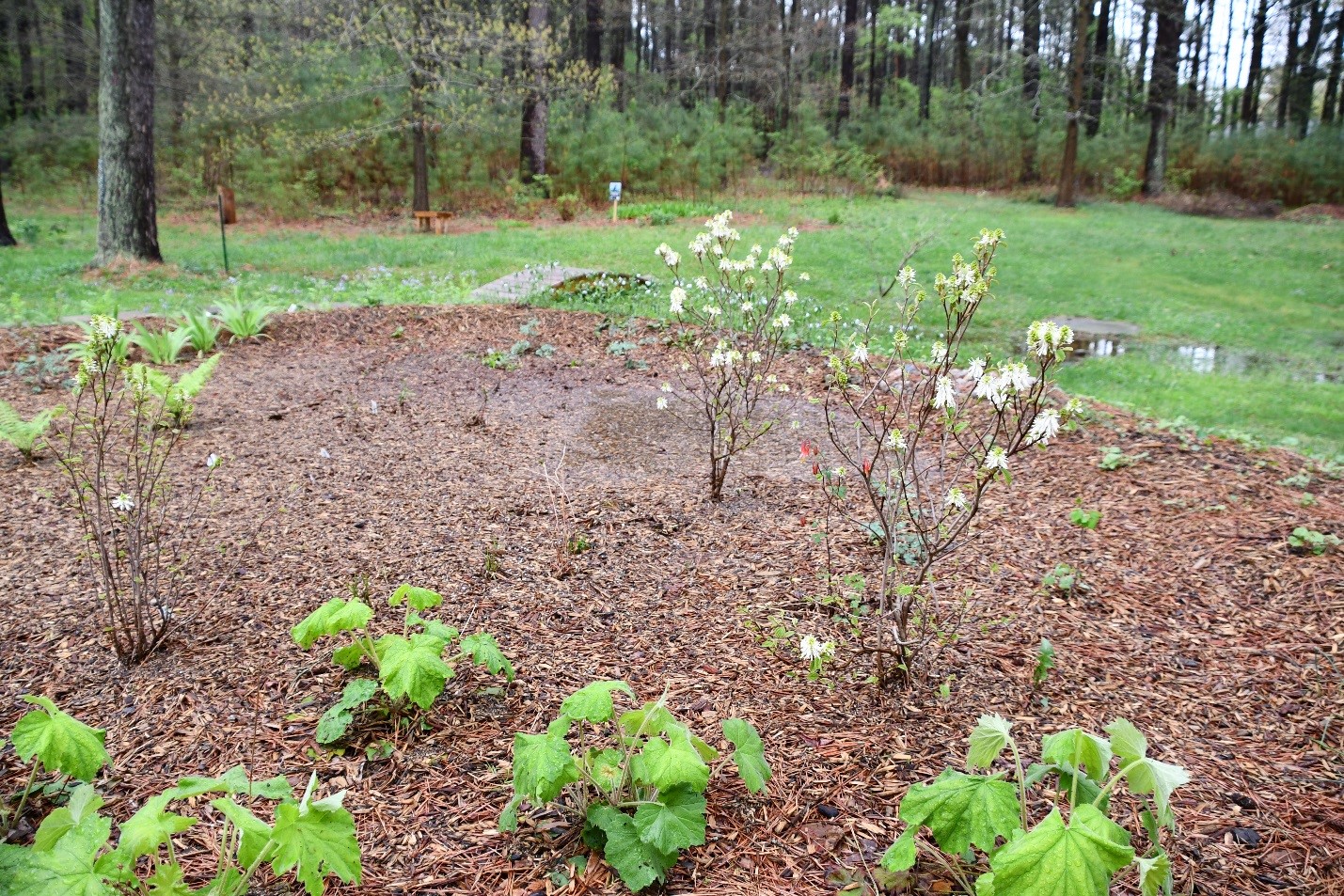 A rain garden can be both functional and attractive. The homeowner worked with the coordinator and contractor to select appropriate plants for inside the rain garden—plants happy to have “wet feet”—and for the berm along the edge.