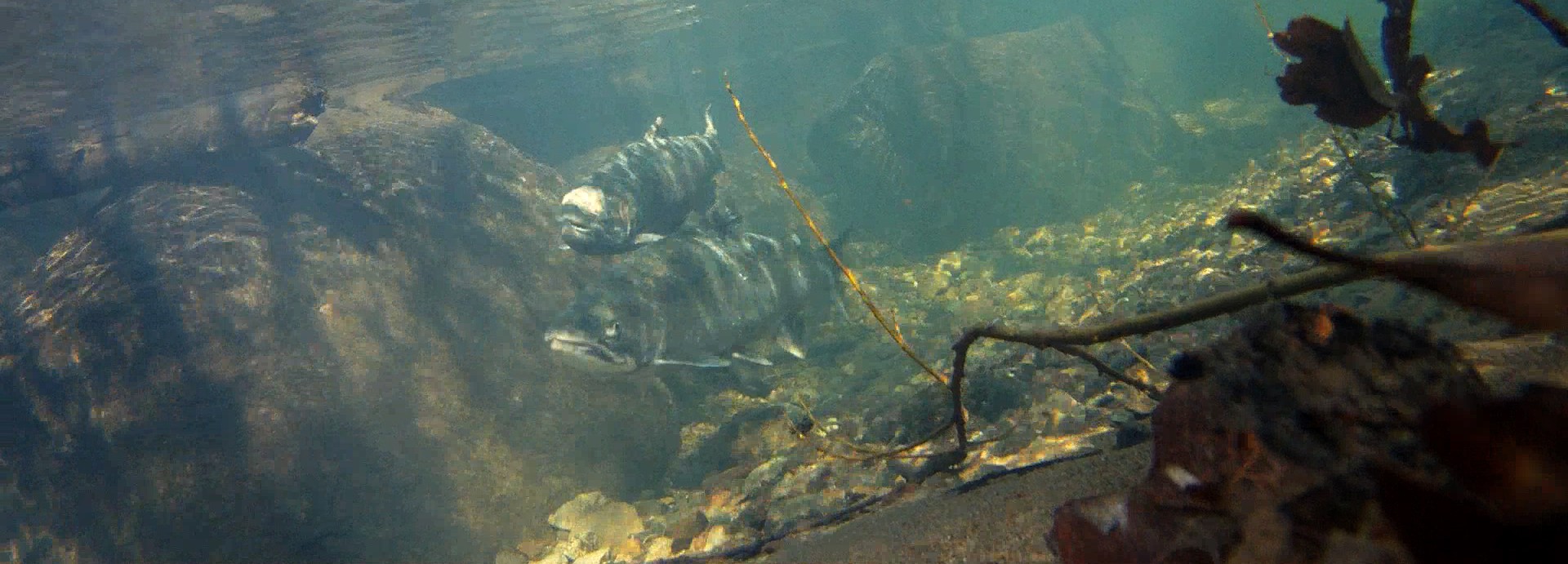 A pair of coho salmon migrate upriver. Collaborative efforts have restored adult returns of coho salmon in the Russian River from fewer than 10 to a few hundred.