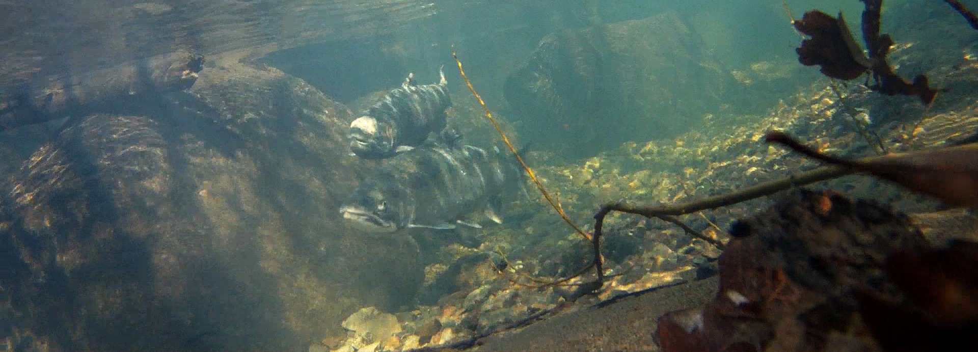 A pair of coho salmon migrate upriver. Collaborative efforts have restored adult returns of coho salmon in the Russian River from fewer than 10 to a few hundred.