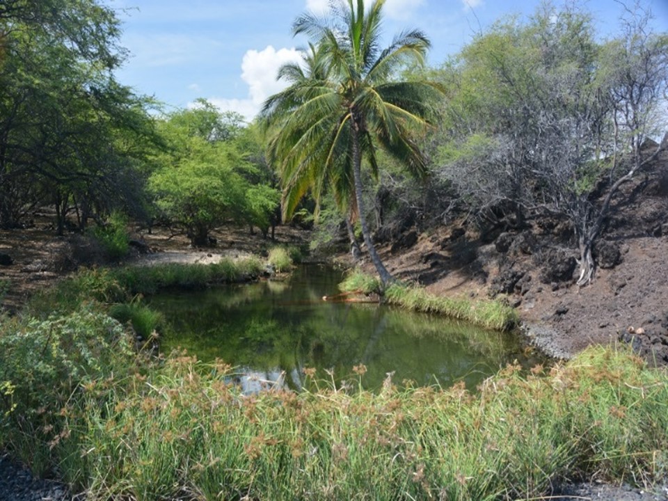 Anchialine pool at Waiaʿelepī in West Hawaiʻi
