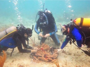 divers prepare to transplant staghorn coral fragments onto a reef in the Northeast Marine Corridor and Culebra Island HFA.