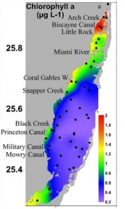 The average concentration of chlorophyll a at individual stations throughout Biscayne Bay, Florida