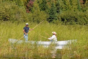 Community members canoe through an area of wild rice in the St. Louis River Estuary.