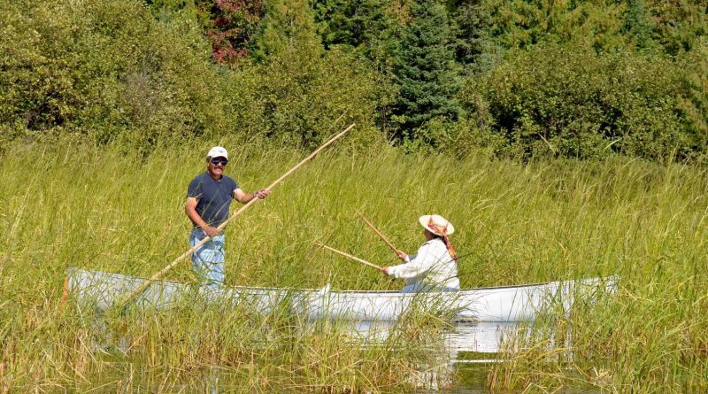 Community members canoe through an area of wild rice in the St. Louis River Estuary.