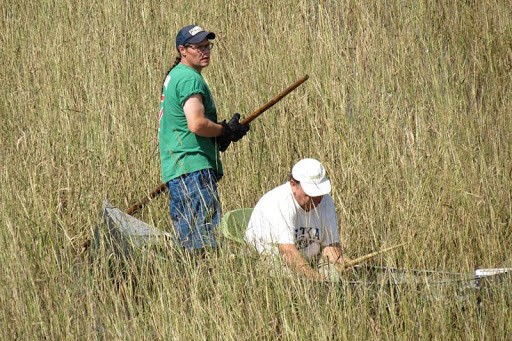 A photo of Fond du Lac wild rice harvesters harvesting rice in a canoe. Credit: Fond du Lac Environmental Program