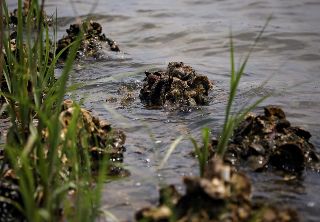 An oyster reef next to marsh grass in an estuary,