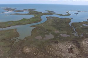 An aerial view (drone image) of Goodwin Island, showing marshy habitat with snaking channels running through that lead to open water