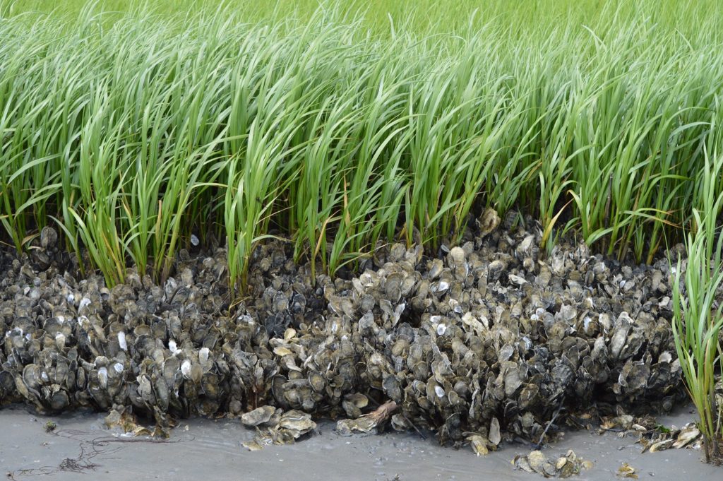 A closeup of gray-colored oyster beds in front of bright green marsh grass