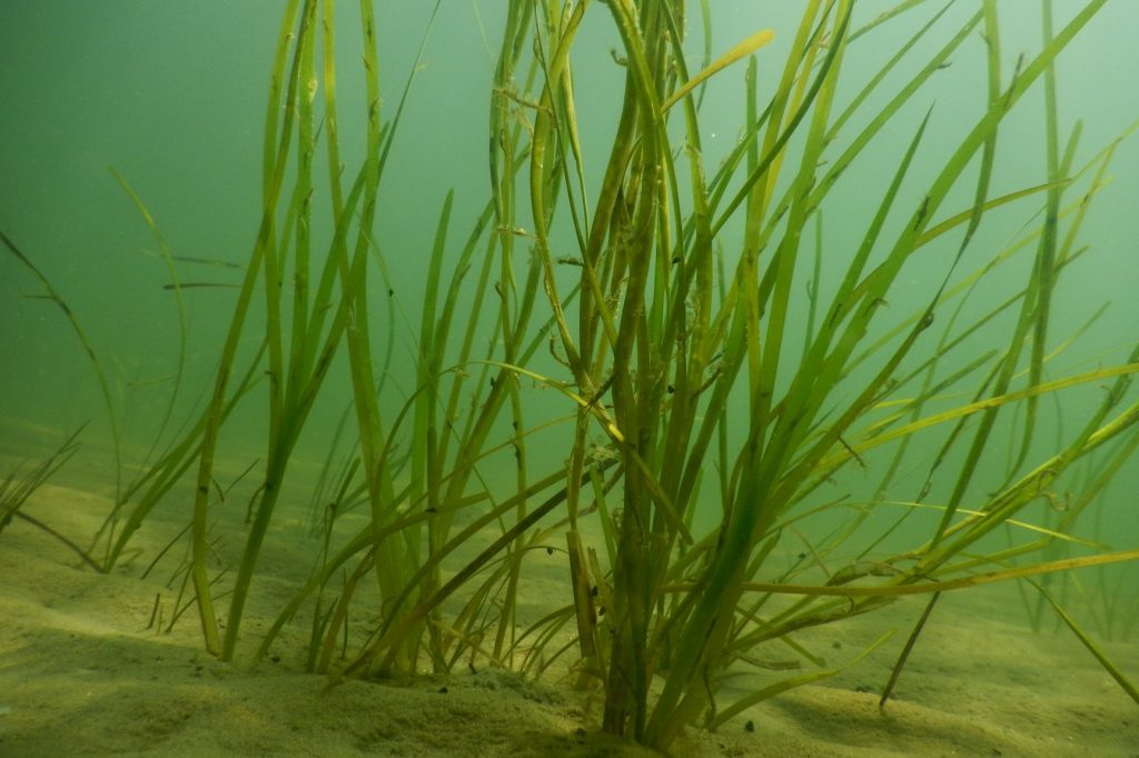 A closeup of green eelgrass in soft sediment underwater