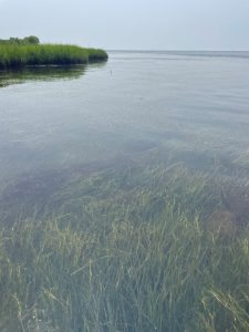 Lush underwater grasses in the foreground with a small grassy shoreline at the rear