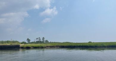 Water laps up against a mostly grassy shoreline. There is a small area of bulkheaded shoreline. In the background, there are a few taller trees.