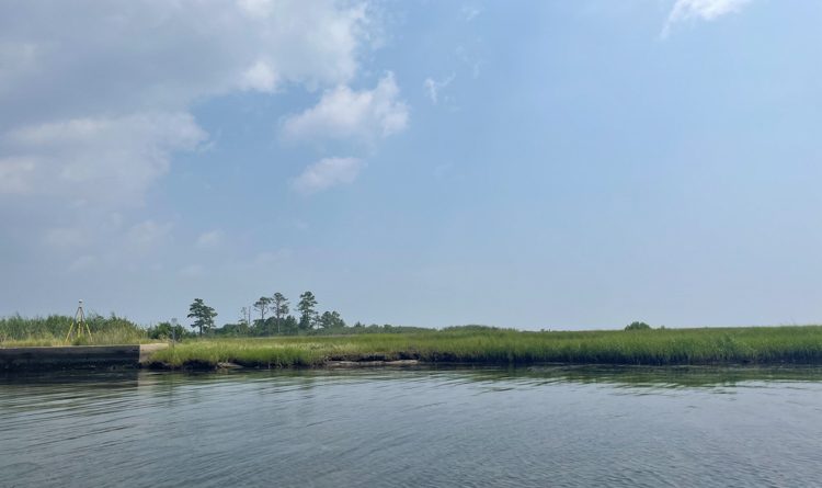 Water laps up against a mostly grassy shoreline. There is a small area of bulkheaded shoreline. In the background, there are a few taller trees.