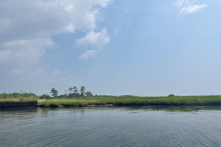 Water laps up against a mostly grassy shoreline. There is a small area of bulkheaded shoreline. In the background, there are a few taller trees.