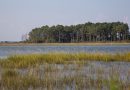 Open water runs between wetlands and a forest stand in Virginia's Guinea Marsh