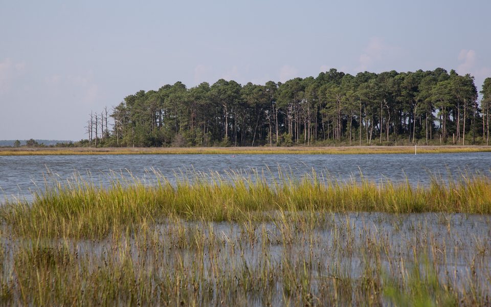 Open water runs between wetlands and a forest stand in Virginia's Guinea Marsh